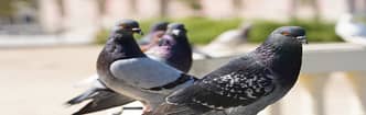 Controle de Animais Sinantrópicos