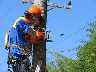 Curso Poda Árvores NR31