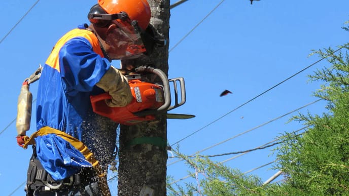 Curso Poda Árvores NR31